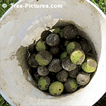 Walnut Tree Pictures: Collection of Black Walnuts Fallen from the Black Walnut Tree