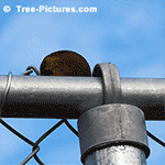 Walnut Tree Pictures - Black Walnut Hidden By Sqirrel on Garden Fence