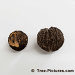 Picture of a Black Walnut Shell