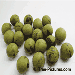 Walnut Tree Pictures; Different Black Walnuts, Fruit of the Walnut Trees