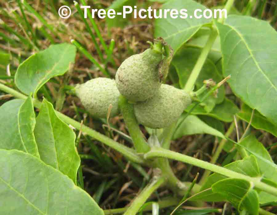 Black Walnut Species: Young Green Walnut Tree Fruit | Trees:Walnut:Black:Walnuts at Tree-Pictures.com