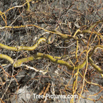 Willow Tree Types: Twisted Curly Willow Trees Branches