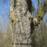 Willow Tree Bark, Large 48 inch/1 metre wide Weeping Willow Trunk | Willow Images at Tree-Pictures.com