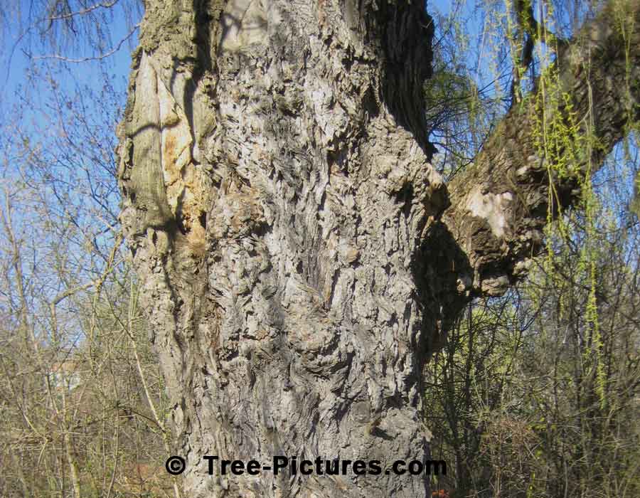 Willow Tree Bark, Large 48 inch/1 metre wide Weeping Willow Trunk
