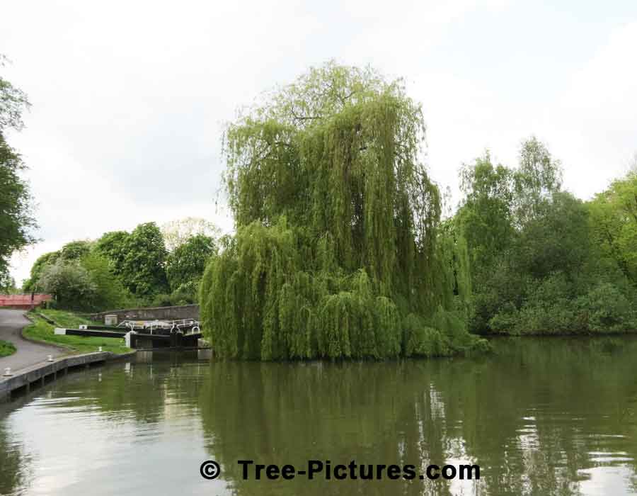 Willow Tree: Weeping Willow on the Avon Canal, Bath, England UK