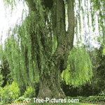 Willow Tree Photos: Picture of Weeping Willow Tree Types Trunk and Branches