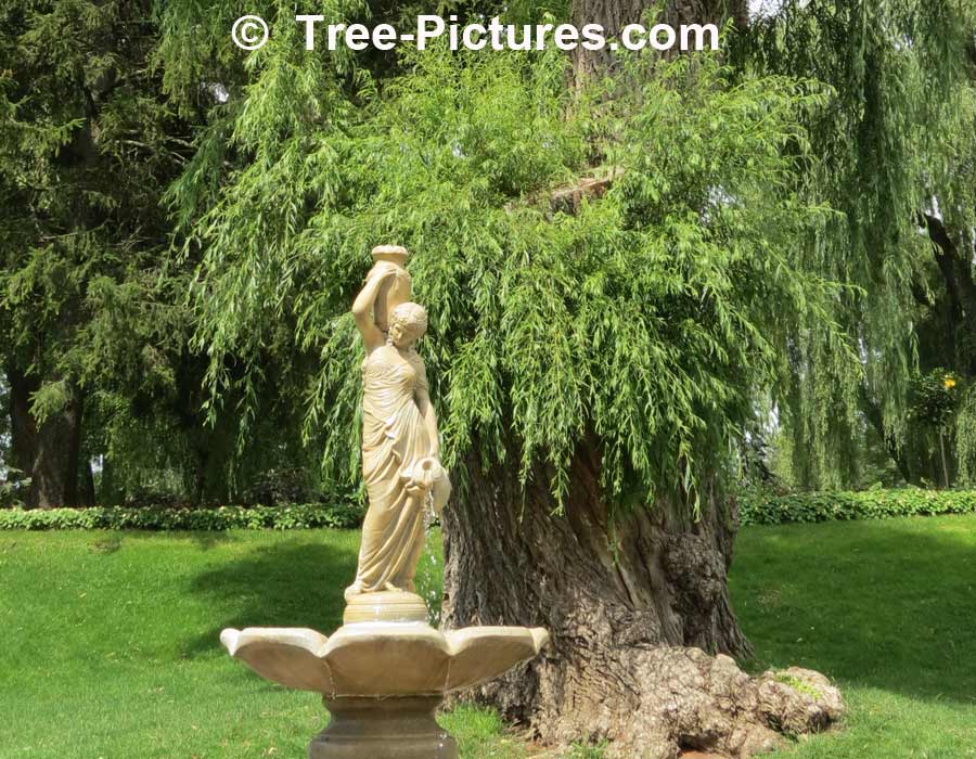 Willow Tree: Weeping Type, Backdrop To Majestic Water Fountain, we have many images of Willow Trees