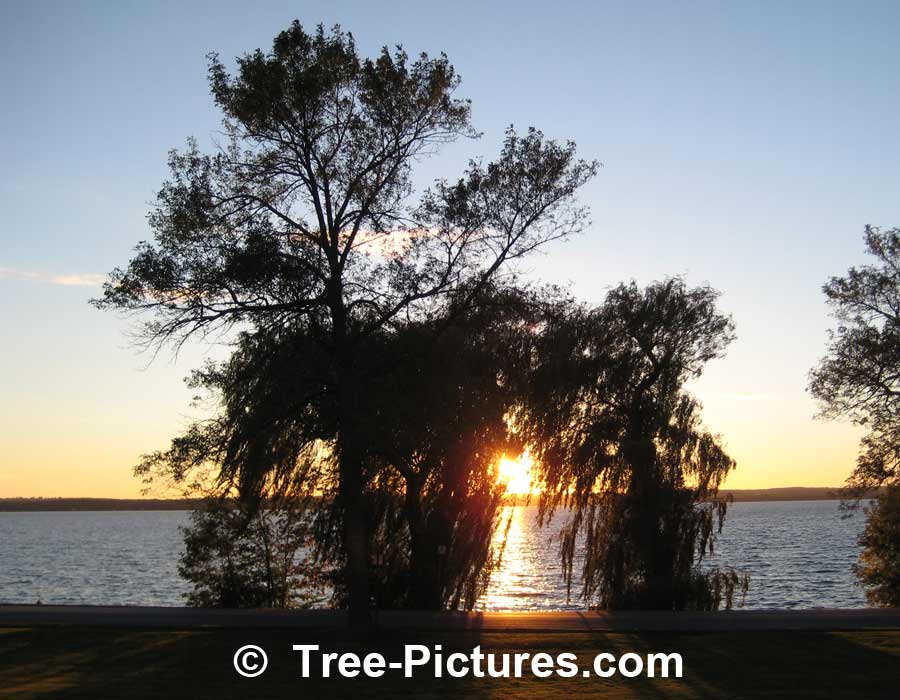 Willows: Weeping Willow Trees by the Lake At Sunset