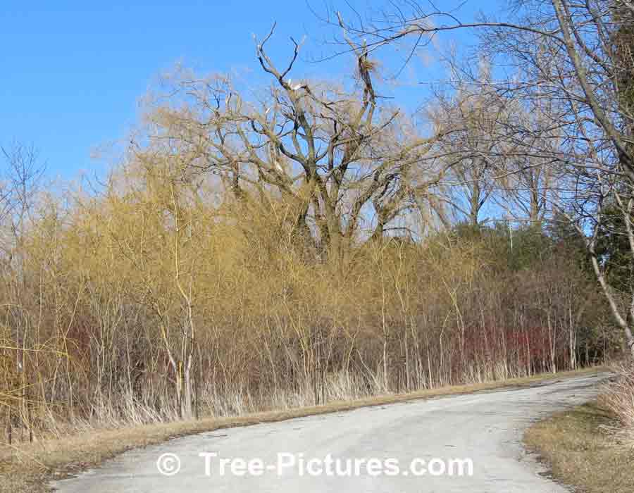 Willow Trees: Thicket of Young Willows with Mature Willow in Background picture