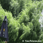 Willow Trees, Picture of Willow Tree