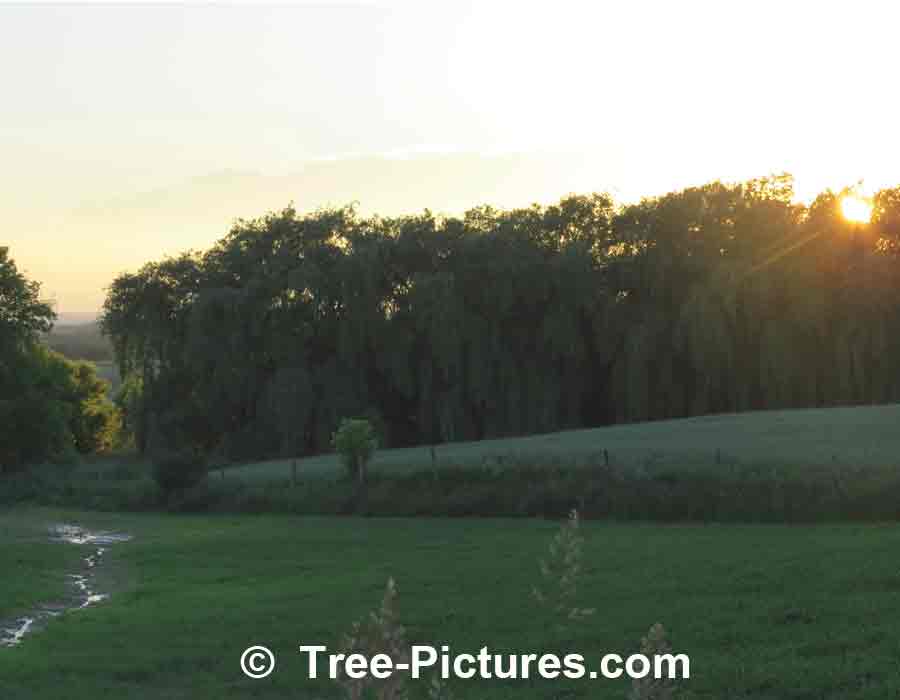 Willows: Farmers Field of Weeping Willows at Sunset