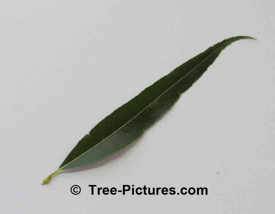 Willows: Leaf of the Willow Tree, we have many images of Willow Trees
