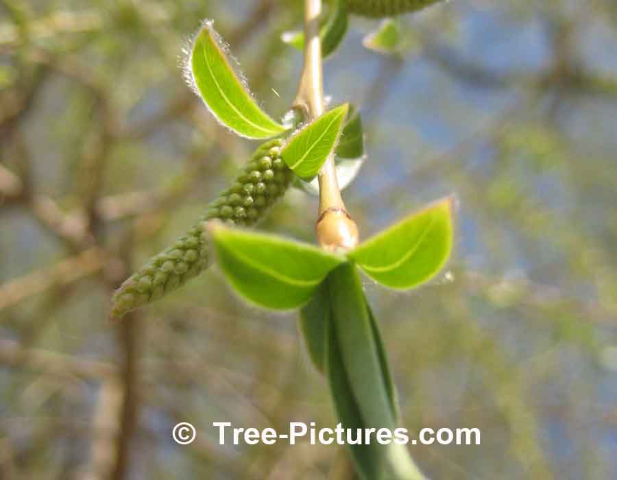 Willow Tree: Willow Catkin, Branch and Leaf; New Spring's Willow Branch Shoot, we have many images of Willow Trees