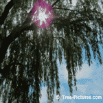 Willow Tree, Willow Leaves on hot Summer Day | Willow Images at Tree-Pictures.com