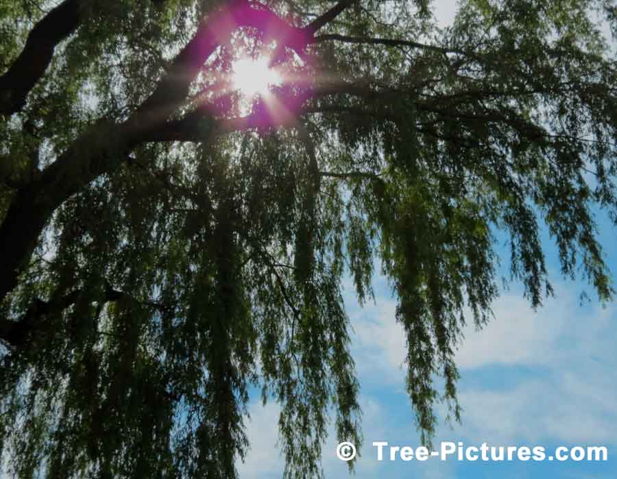 Willow Trees, weeping willow trees on the golf course in the Spring Season, we have many images of Willow Trees
