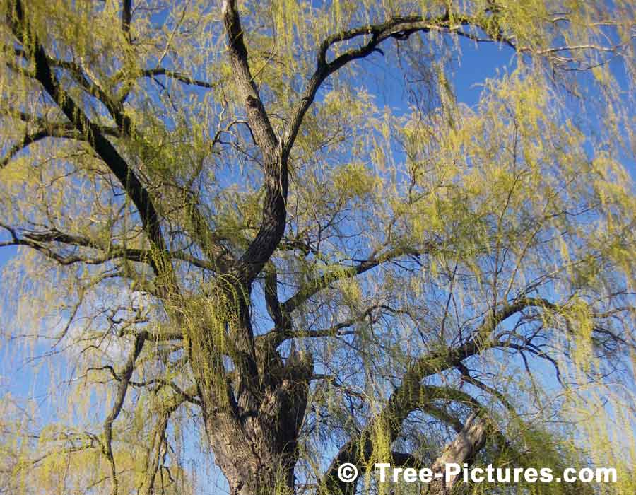 Willow Tree Branches & Leaves in Spring Season, we have many images of Willow Trees
