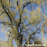Willow Tree Branches & Leaves in Spring | Willow Images at Tree-Pictures.com