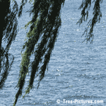 Willow Tree Pictures: Weeping Willow Trees Branches Over the Water
