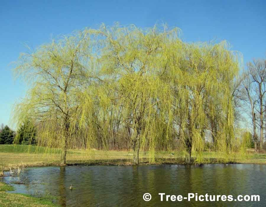 Willow Trees, weeping willow trees on the golf course in the Spring Season, we have many images of Willow Trees