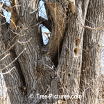 Willow Tree Picture: Curly Type of Willow Trees