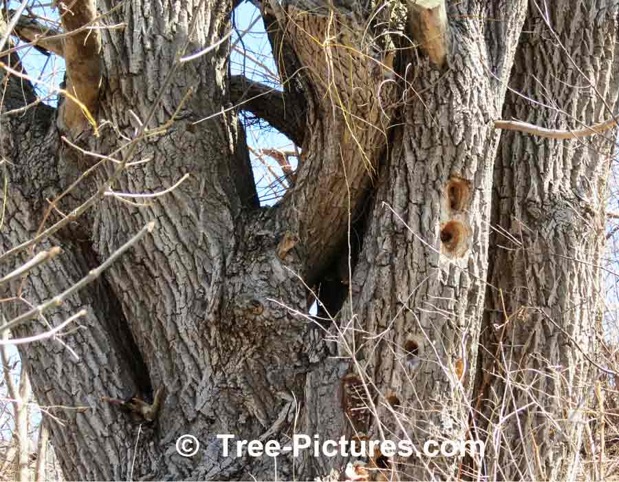 Willow Tree Photo Illustrating Rough Wood Texture of Bark on Mature Willow Tree