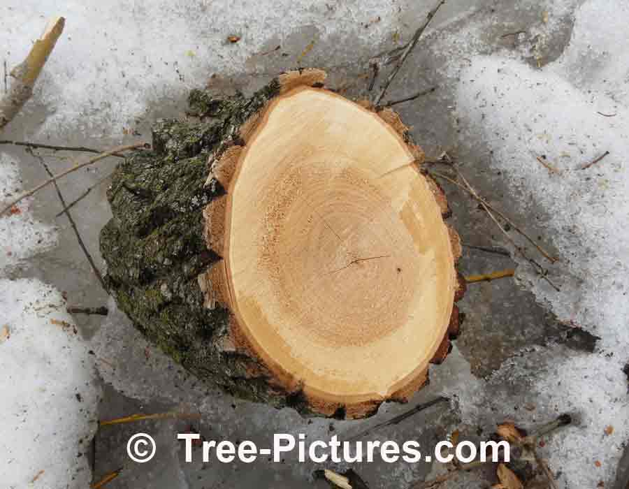 Willow: Cross Section of Willow Tree Showing Bark and Wood, we have many images of Willow Trees