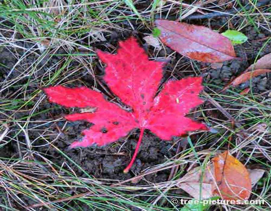 Maple Leaf: Red Maple Leaf Fallen From Maple Tree | Maple Trees at Tree-Pictures.com