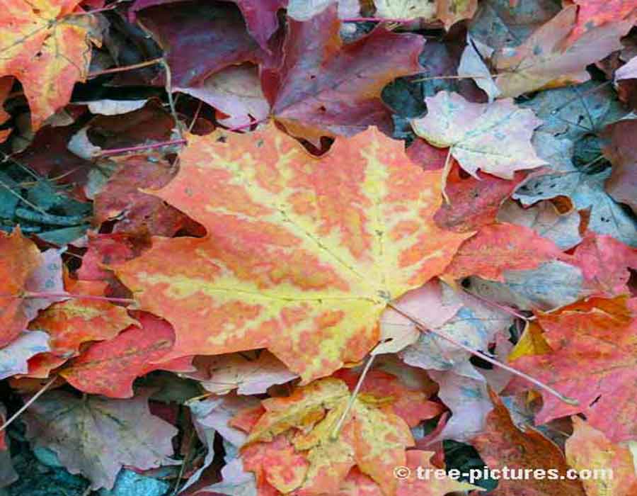Maple Leaf: The Maple Leaf Showing Fall Colors | Maple Trees at Tree-Pictures.com