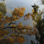 Tree Leaf Reflections