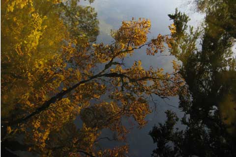 Maple Tree Leaf Reflection Picture