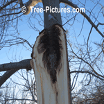 Tree Service Required After Tree Damaged In Ice Storm | Tree Service @ Tree-Pictures.com