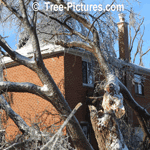 Big Tree Damaged By Ice Storm Requires Tree Removal Service | Tree Service @ Tree-Pictures.com