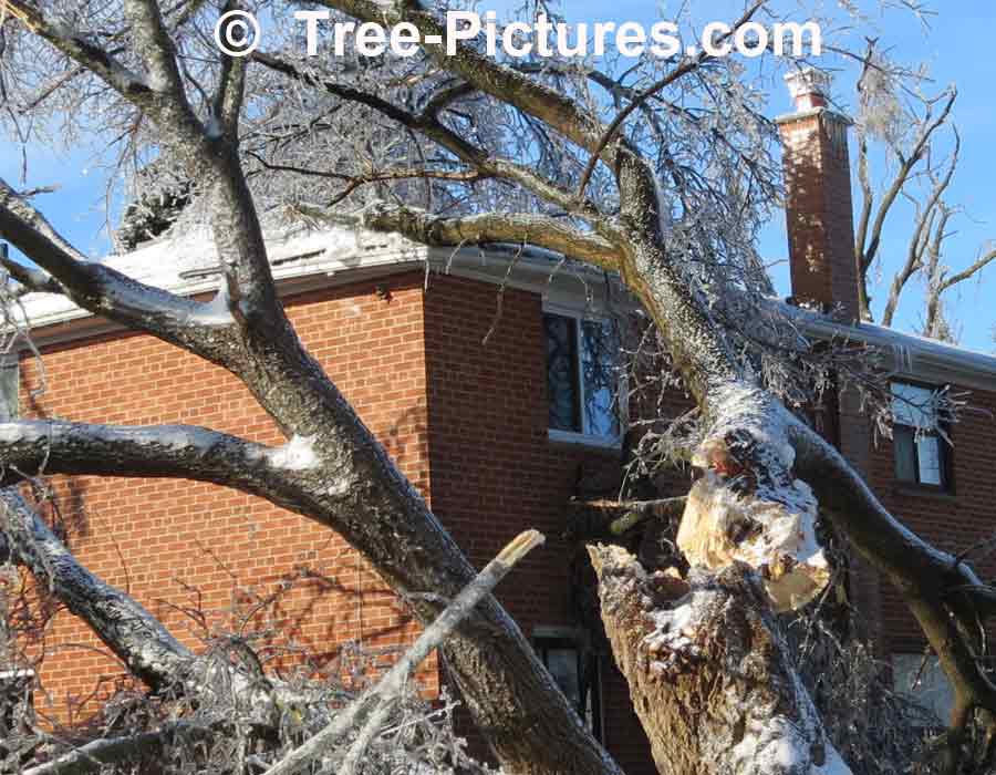 Tree Service: Big Trees Damaged In Ice Storm Need Tree Cutting, Trimming, Stump Service Removal | Tree Service at Tree-Pictures.com