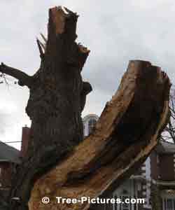 Tree Services: Old Trees like oak and maple trees can rot from inside the bark