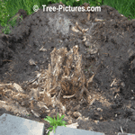Tree Service: Tree Stump Removal, Removing Tree Stumps | Tree Service @ Tree-Pictures.com