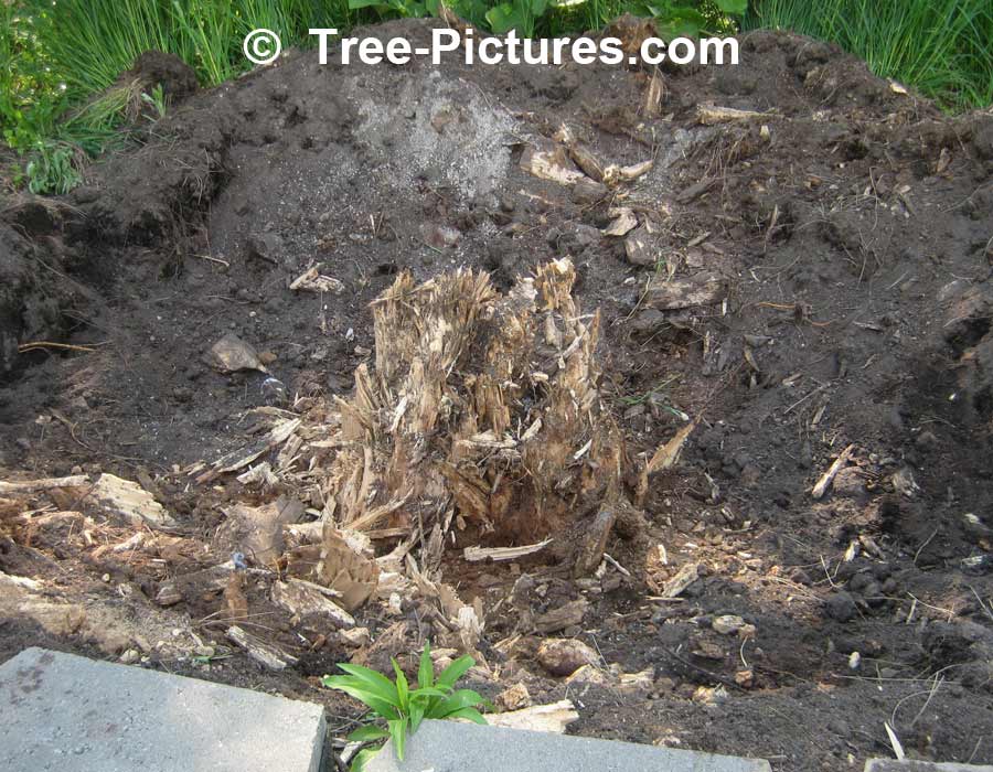 Tree Service: Tree Stump Removal, Removing Tree Stumps | Tree Service at Tree-Pictures.com