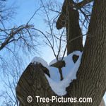 Tree Trimmimg Removes Damaged Branches | Tree Service @ Tree-Pictures.com