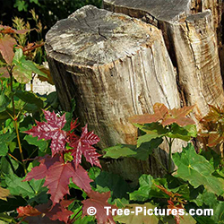 Tree Stump Removal: New Red Maple Tree Growth after Stump not Removed