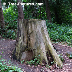 Tree Stump Removal: Hardwood Tree Stumps Rot Slowly lasting a long time. Tree Stumps located on hillsides or slopes add to  the cost and problems of Stump Removal