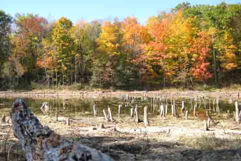 Tree Stump Pond Picture