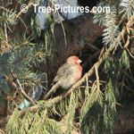 Female Red Cardinal in a White Spruce Tree | Forest+Bird+Cardinal @ Tree-Pictures.com