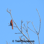 Male Cardinal Sitting High in the Tree Tops | Forest+Bird+Cardinal @ Tree-Pictures.com