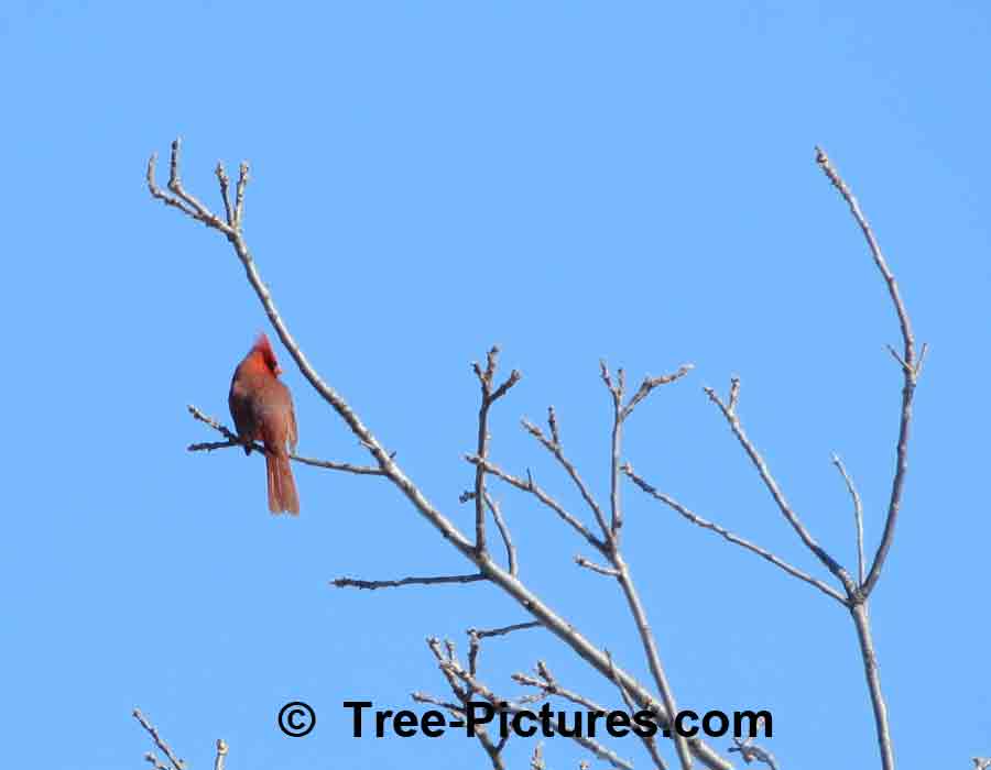 Forest Bird Picture: Male Red Cardinal Sitting in the Tree Tops, Calling for a Mate | Forest+Bird+Cardinal at Tree-Pictures.com