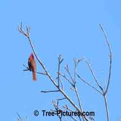 Forest Bird Picture: Male Red Cardinal Calling for Female Cardinals, High in the Tree