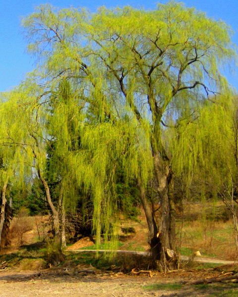 Weeping Willow Tree Picture