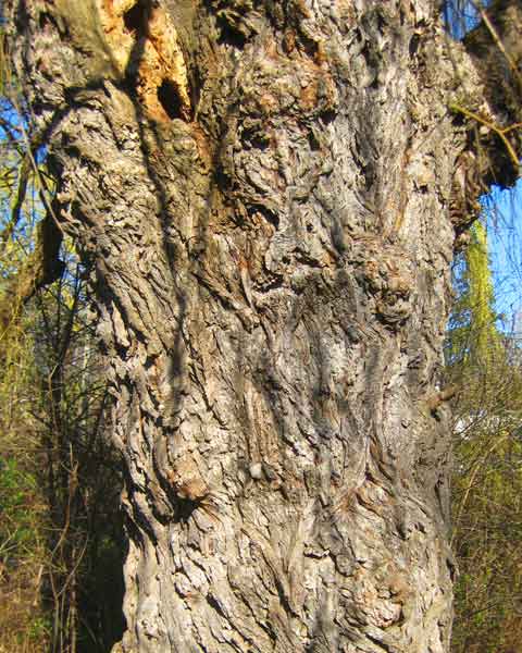 Willow Bark, Picture of Willow Tree Bark