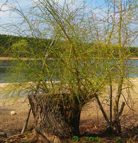 Willow Branches, Picture of Willow Tree Branches