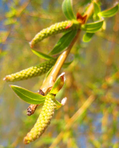 Willow Flowers, Picture of Willow Tree Flowers