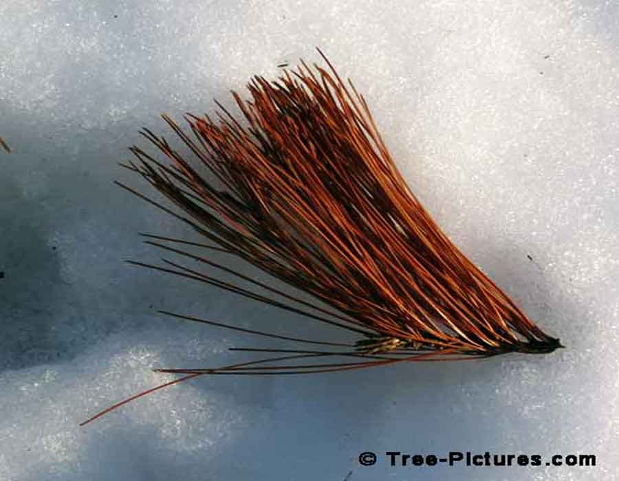 Pine Tree Needle: Fallen White Pine Needles on the Winter Snow Photo | Pine Trees at Tree-Pictures.com