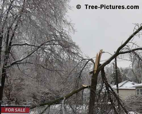 Impressive Tree Picture: Storm Effects Houses for Sale